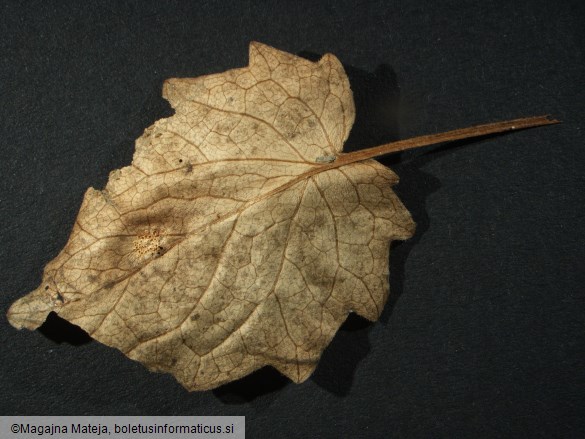 Aecidium valerianearum