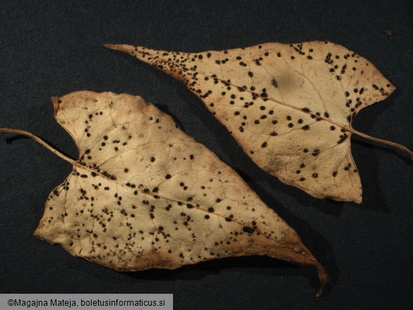 Puccinia polygoni