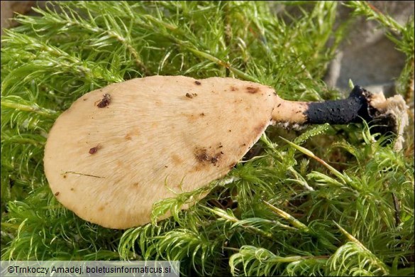 Polyporus varius