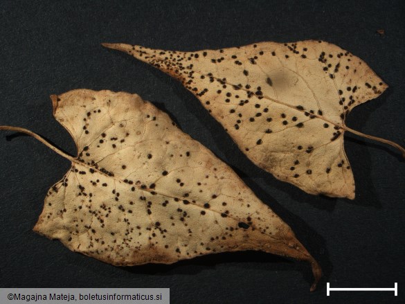 Puccinia polygoni