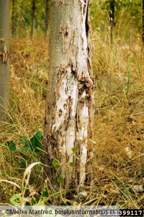 sušica topolovih vej (<i>Valsa sordida</i>) na <i>Populus</i> spp.