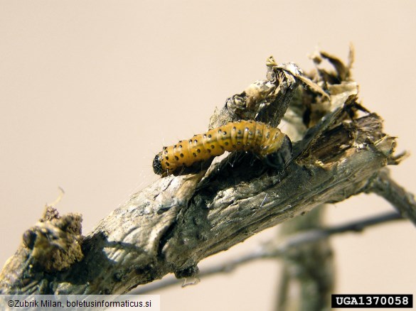 jesenov zavrtač ali modro sitce (<i>Zeuzera pyrina</i>) na <i>Quercus</i> spp.
