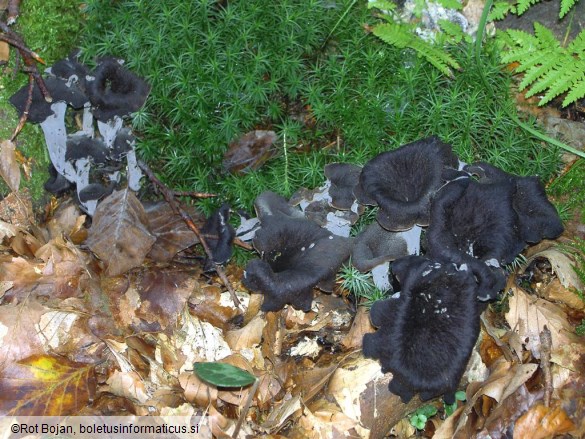 Craterellus cornucopioides