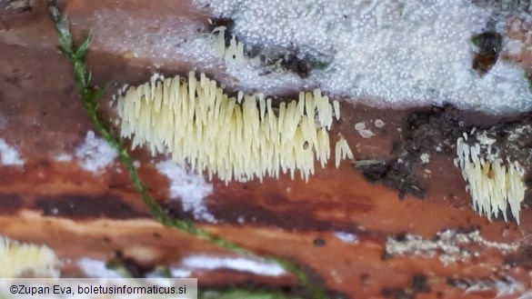 Mucronella calva