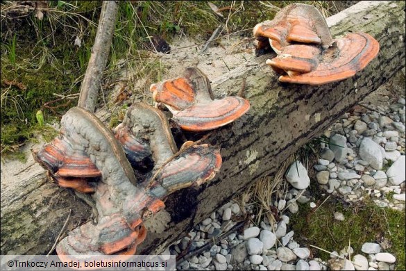 Fomitopsis pinicola