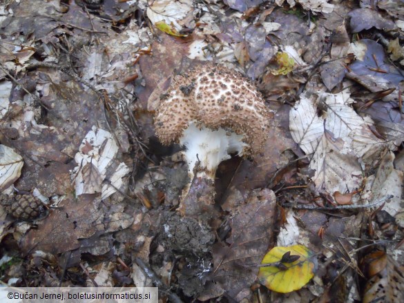 Echinoderma asperum