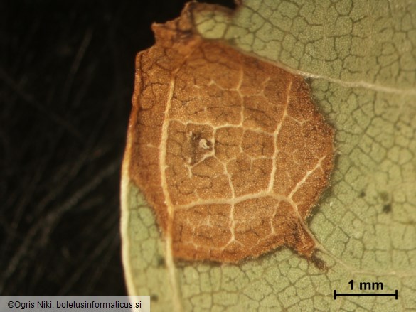 <i>Sphaerulina quercicola</i>