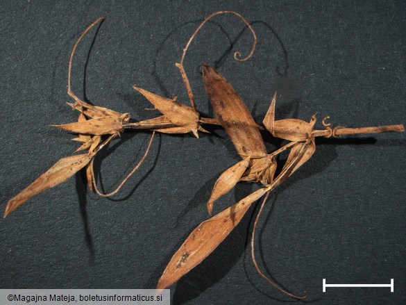 Uromyces pisi f. lathyri