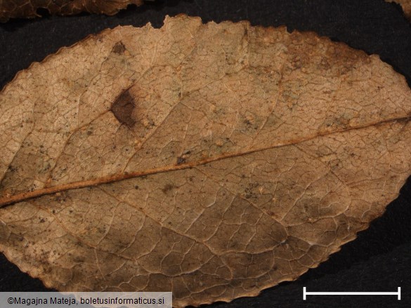Thekopsora vacciniorum