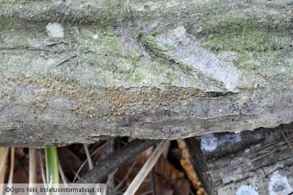 Cryphonectria carpinicola