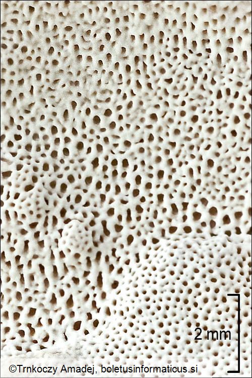Perenniporia fraxinea