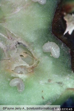kostanjeva šiškarica (<i>Dryocosmus kuriphilus</i>)