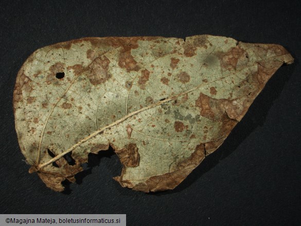 Uromyces phaseoli