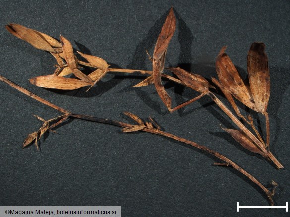 Uromyces pisi f. lathyri