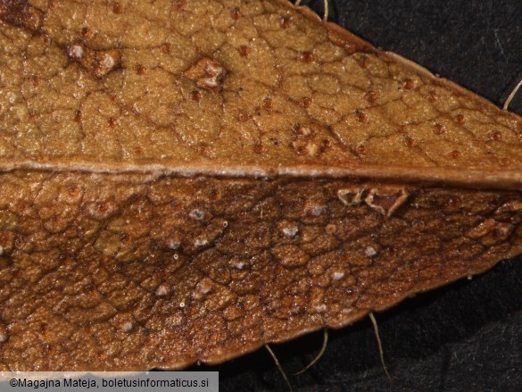 Chrysomyxa rhododendri