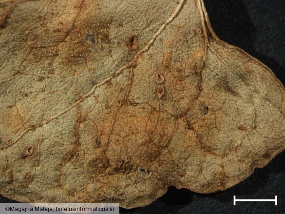 Puccinia polygoni