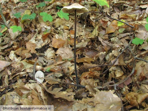 Marasmius alliaceus