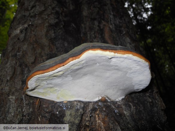 Fomitopsis pinicola