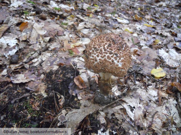 Echinoderma asperum