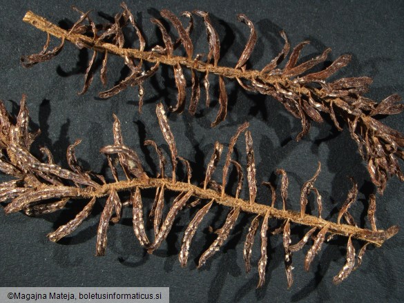Aecidium elatinum