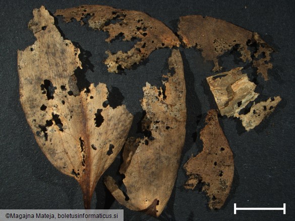 Aecidium erythronii