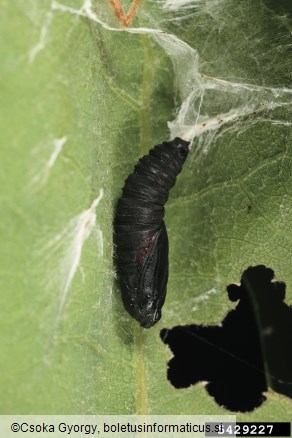 zeleni hrastov zavijač (<i>Tortrix viridana</i>)