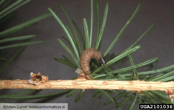 sivi macesnov zavijač (<i>Zeiraphera diniana</i>) na <i>Larix decidua</i>
