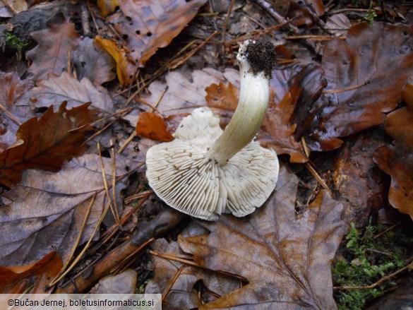 Tricholoma portentosum