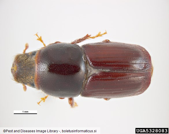 veliki brestov beljavar (<i>Scolytus scolytus</i>)