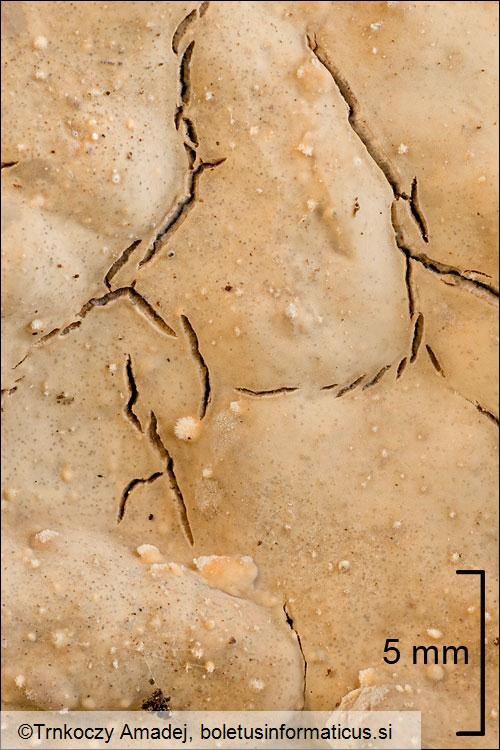Haematostereum rugosum