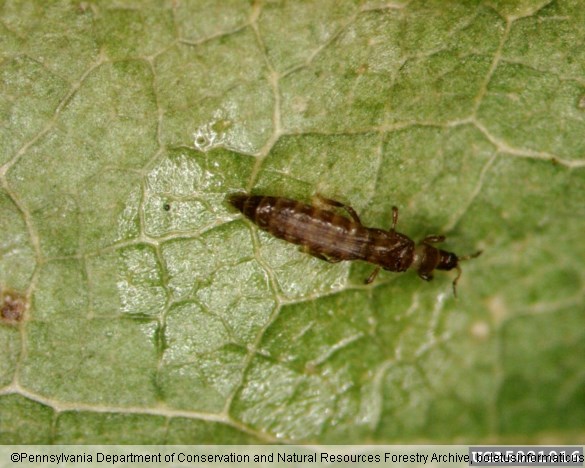 <i>Taeniothrips inconsequens</i>
