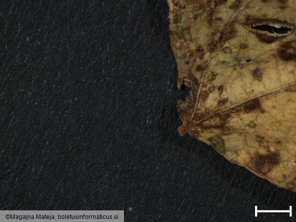 Uromyces phaseoli