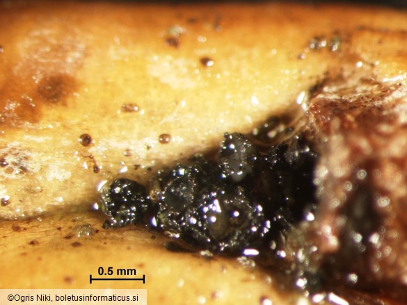 Gremmeniella abietina