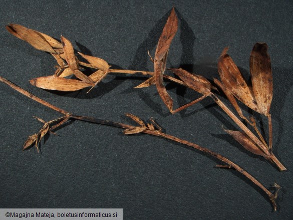 Uromyces pisi f. lathyri