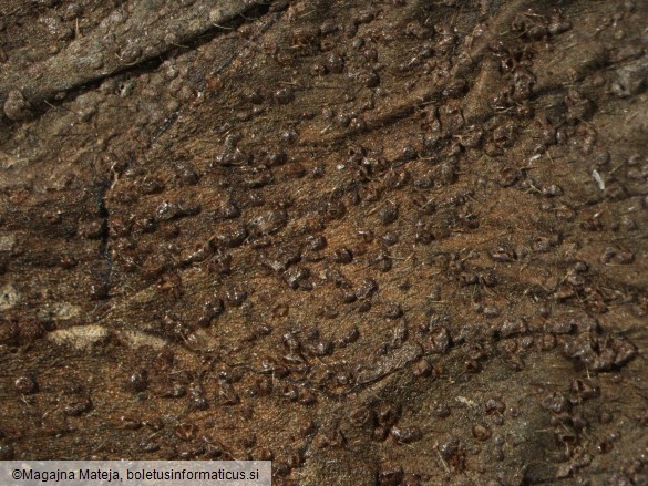 Uromyces lycoctoni