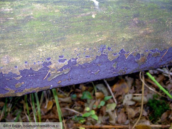 Terana caerulea