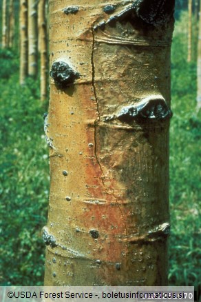 sušica topolovih vej (<i>Valsa sordida</i>) na <i>Populus</i> spp.