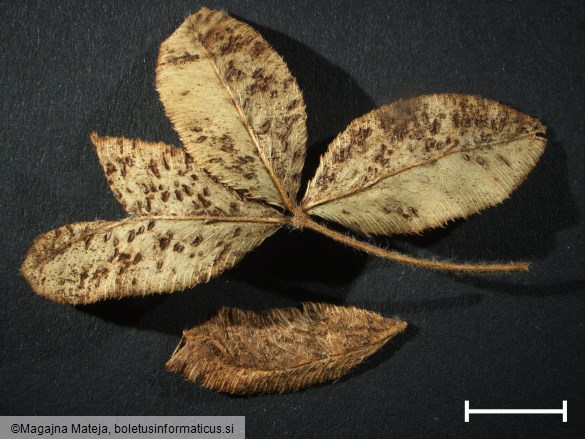 Uromyces minor