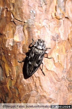 veliki borov krasnik (<i>Calcophora mariana</i>)