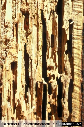 <i>Camponotus</i>