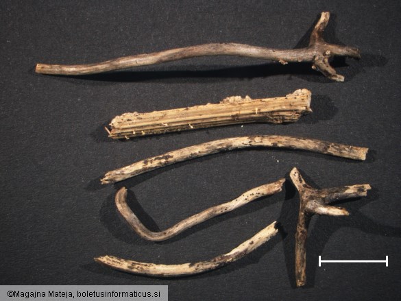 Peziza scutula