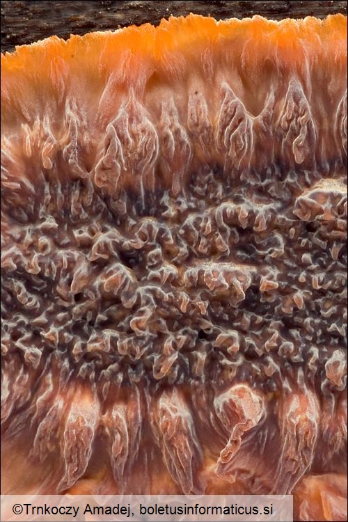 Phlebia radiata