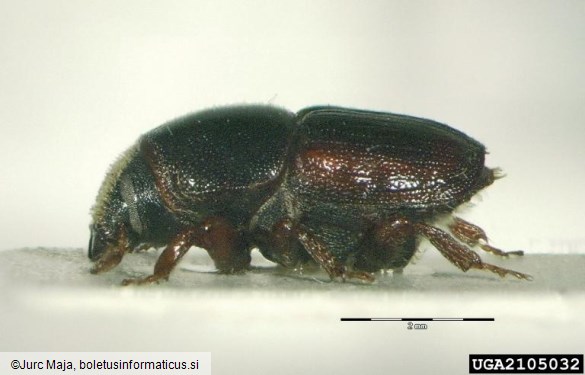 veliki brestov beljavar (<i>Scolytus scolytus</i>)