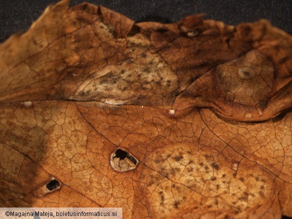 Melampsora ariae