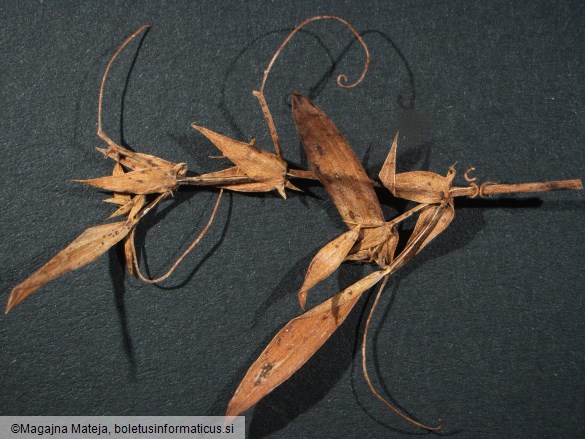 Uromyces pisi f. lathyri