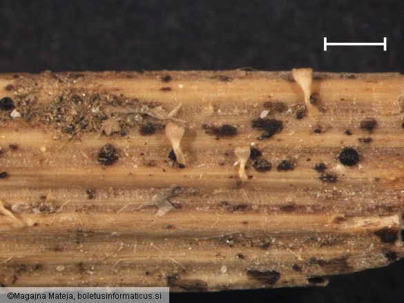 Peziza scutula 