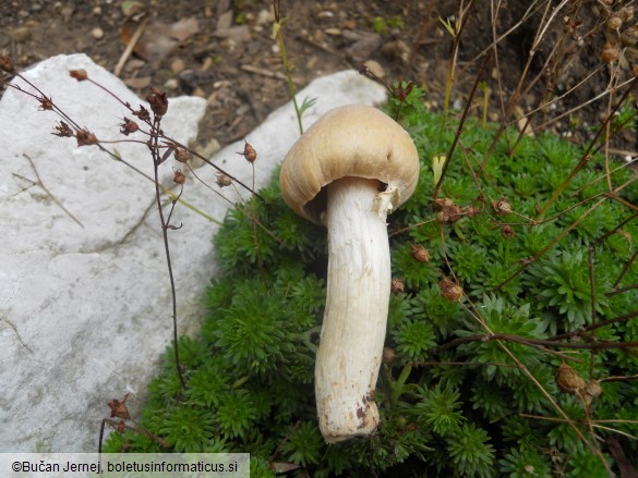 Rozites caperatus