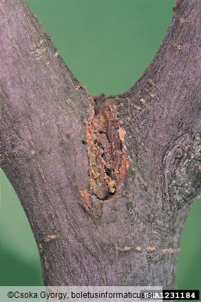 veliki brestov beljavar (<i>Scolytus scolytus</i>)