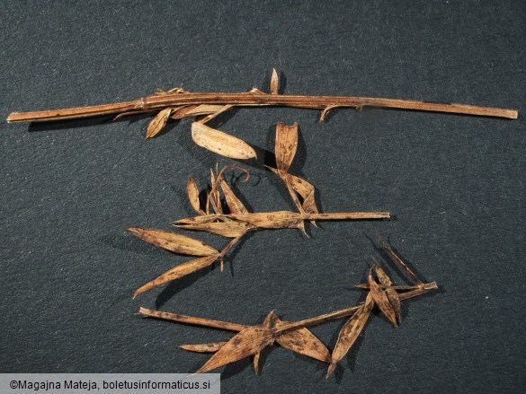 Uromyces pisi f. lathyri