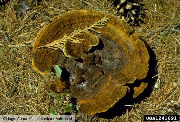 žoltorobi rjavopor (<i>Phaeolus schweinitzii</i>)